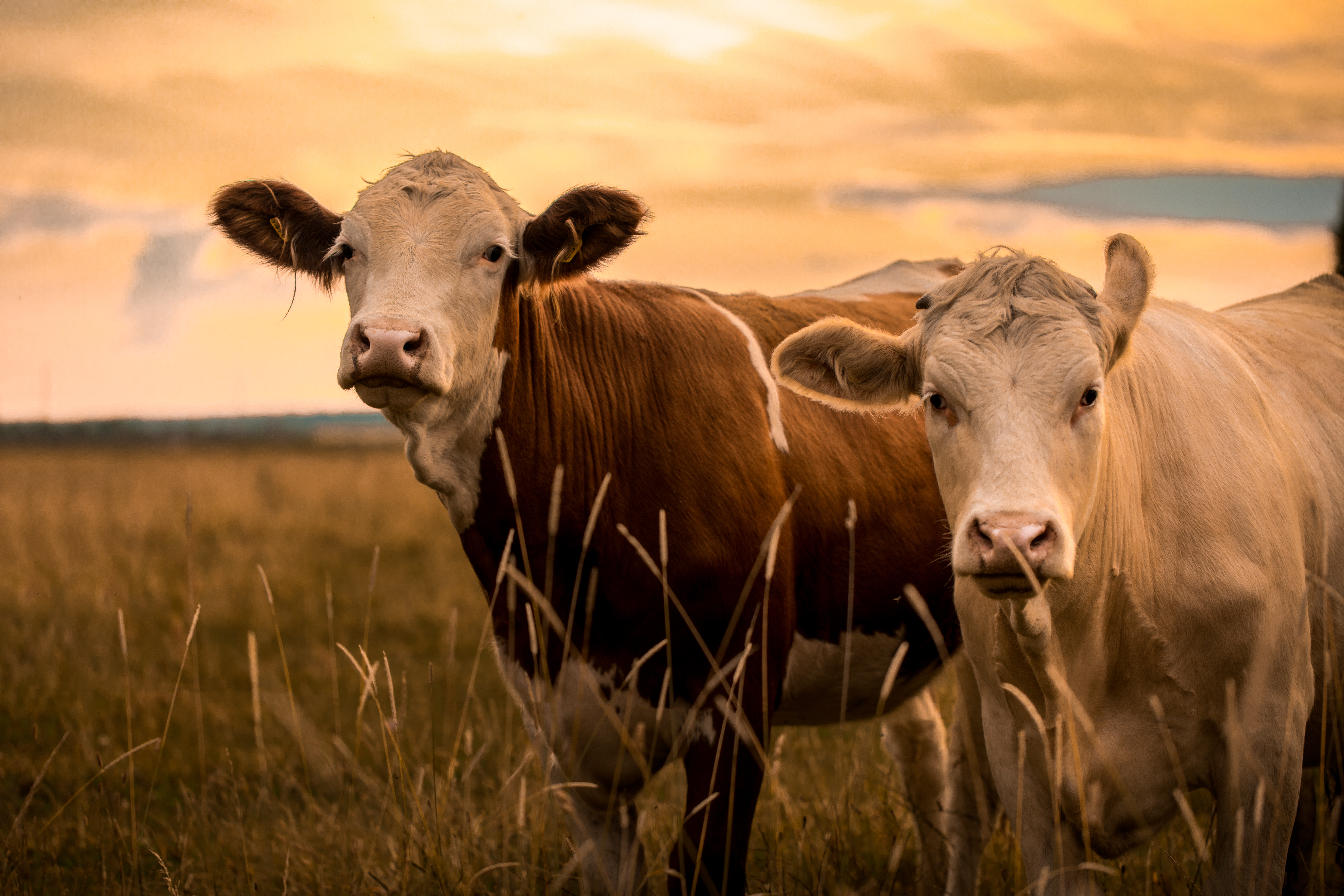 cattle