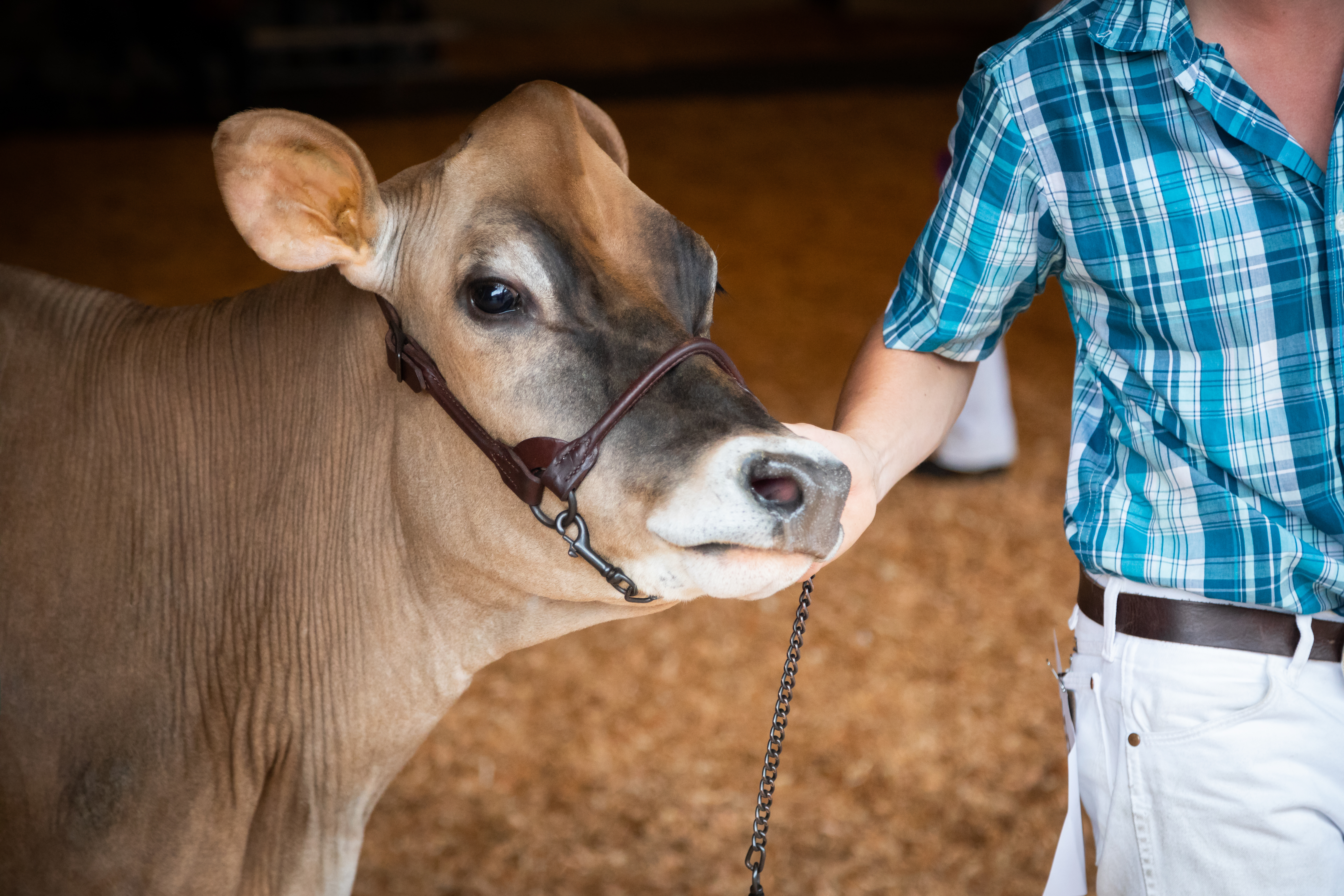 person showing brown swiss cow