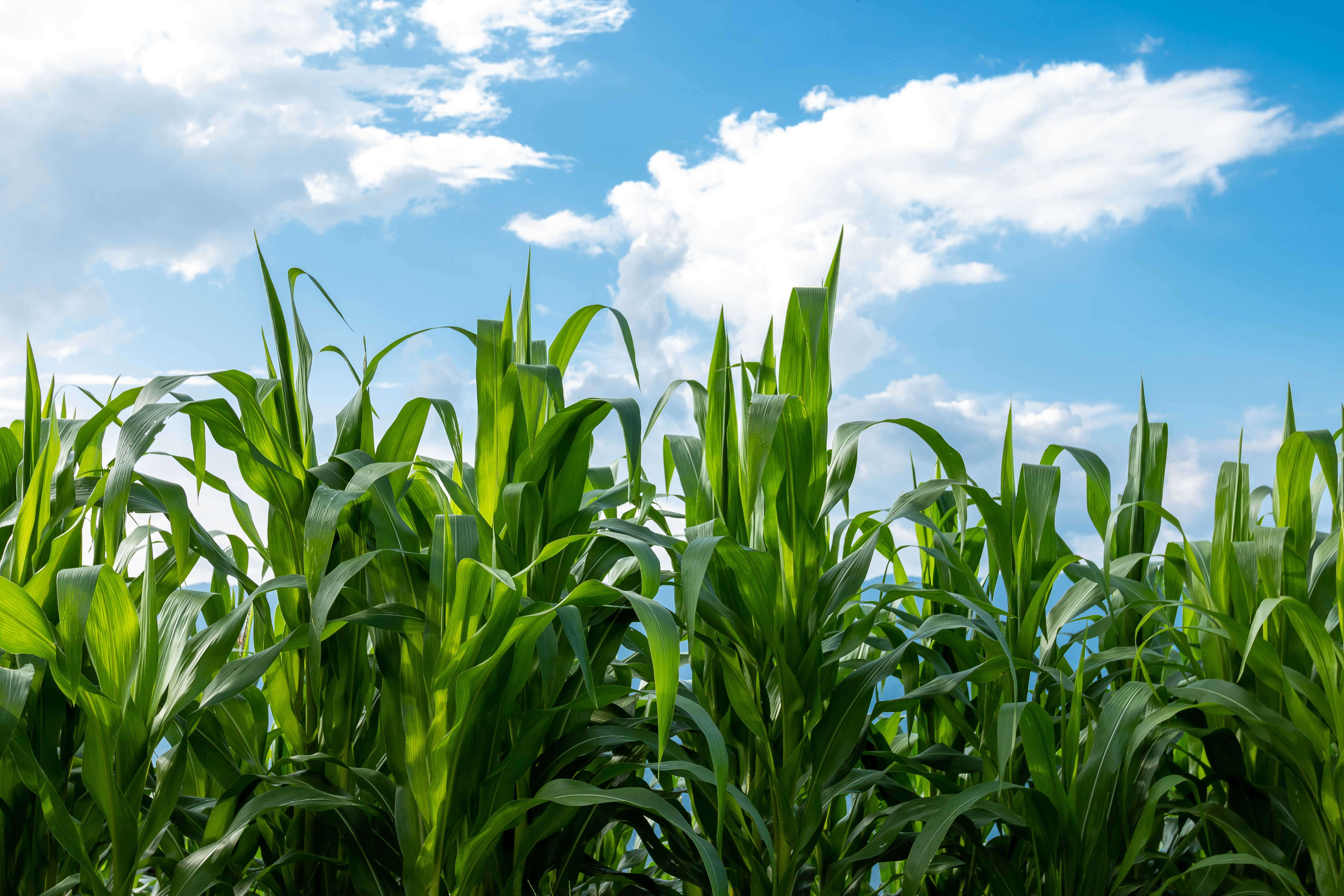 cornfield