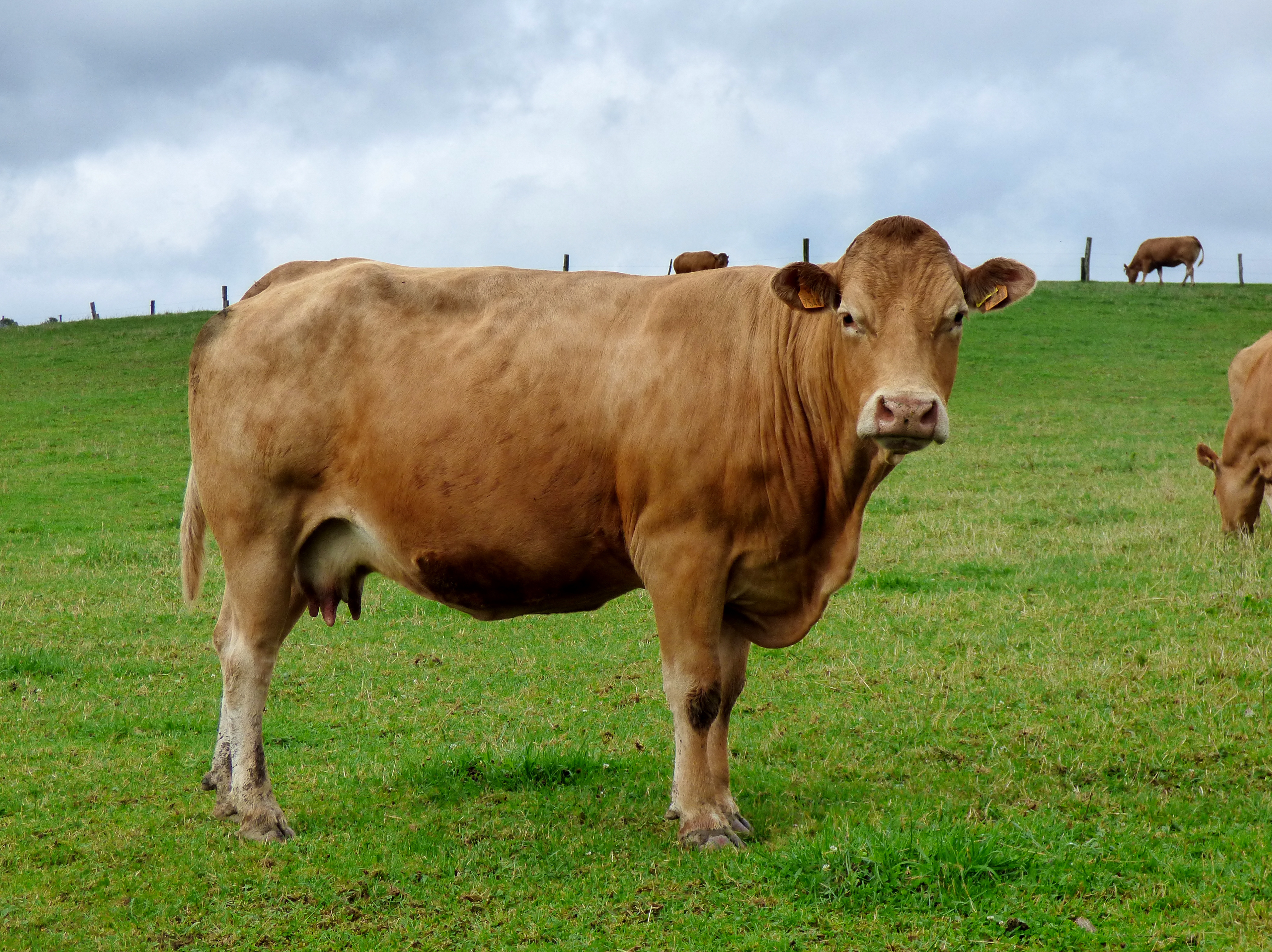 Cow