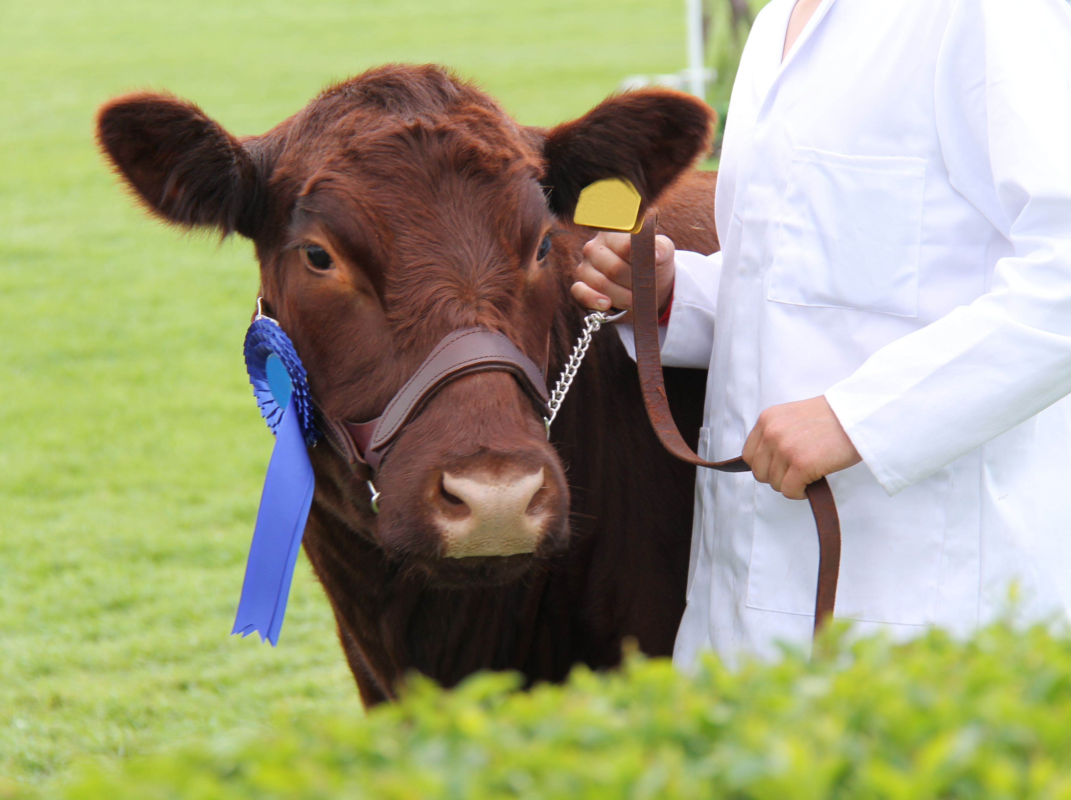 Red Angus cow with blue ribbon