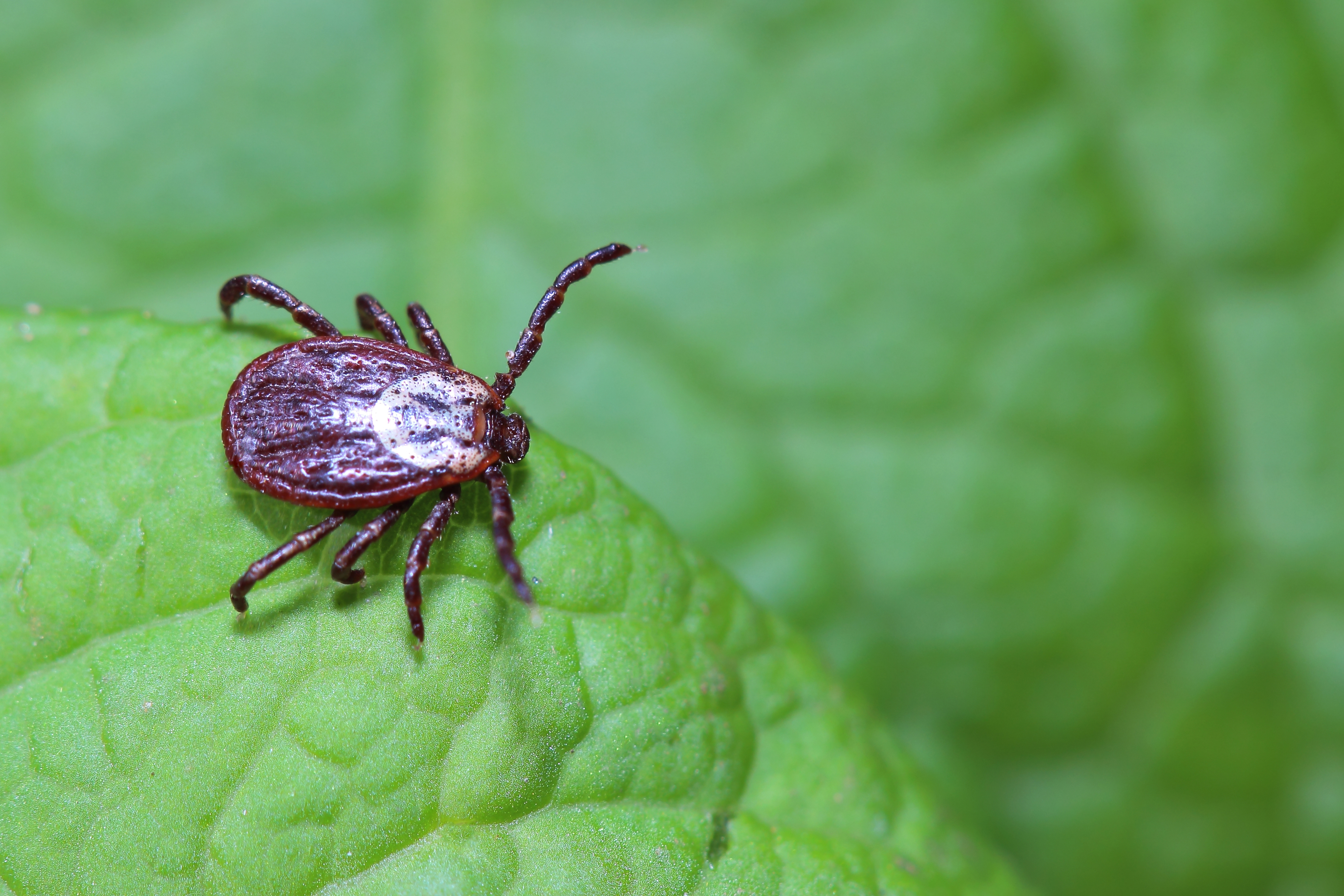tick