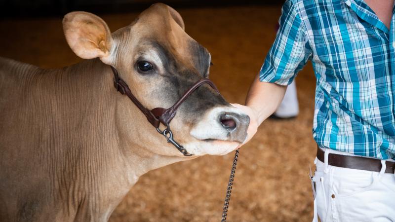 person showing brown swiss cow