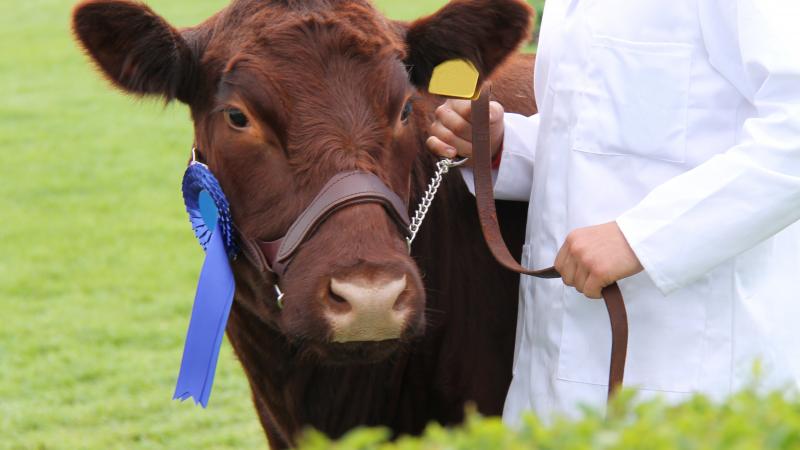 Red Angus cow with blue ribbon